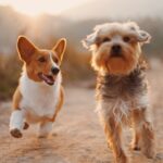 What is the Best Healthy Dog Food?